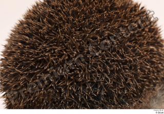 Hedgehog - Erinaceus europaeus  3 body thistle whole body…